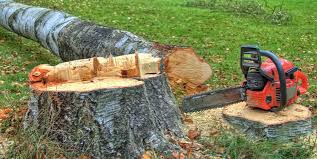 Best Tree Preservation Services  in Niwot, CO