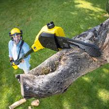 How Our Tree Care Process Works  in  Niwot, CO