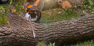 Niwot, CO Tree Services Company