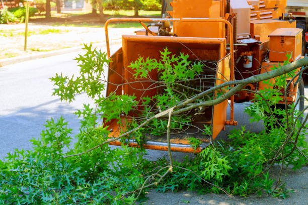 Best Tree and Shrub Care  in Niwot, CO